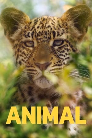 Animal T 1 C 2 online gratis